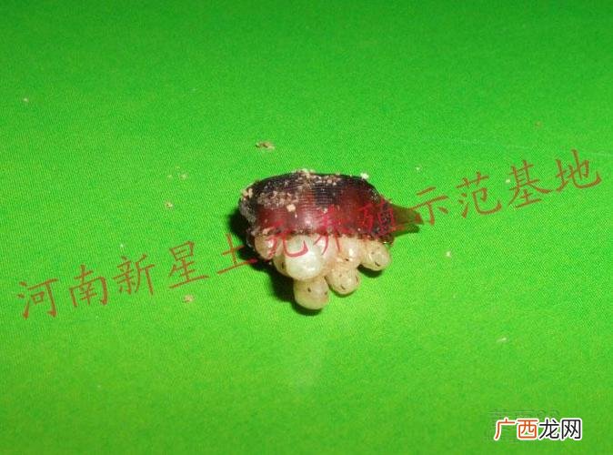 土元养殖网 野生土元怎么养殖