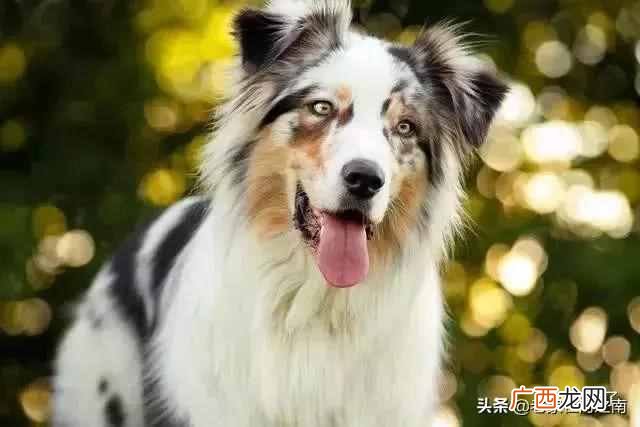 最聪明的狗排名，你认识几种 什么狗最聪明