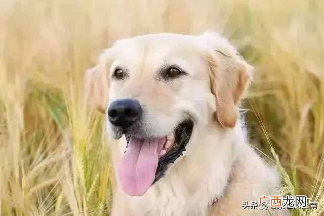 最聪明的狗排名，你认识几种 什么狗最聪明