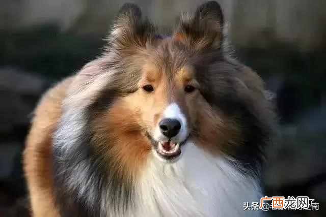 最聪明的狗排名，你认识几种 什么狗最聪明