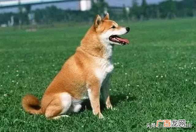 最聪明的狗排名，你认识几种 什么狗最聪明