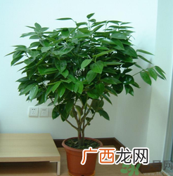 客厅放什么植物好？客厅植物选什么好？