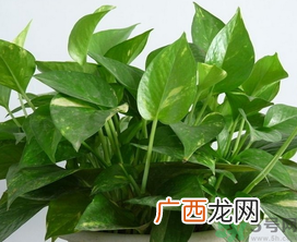 客厅放什么植物好？客厅植物选什么好？