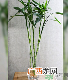 客厅放什么植物好？客厅植物选什么好？