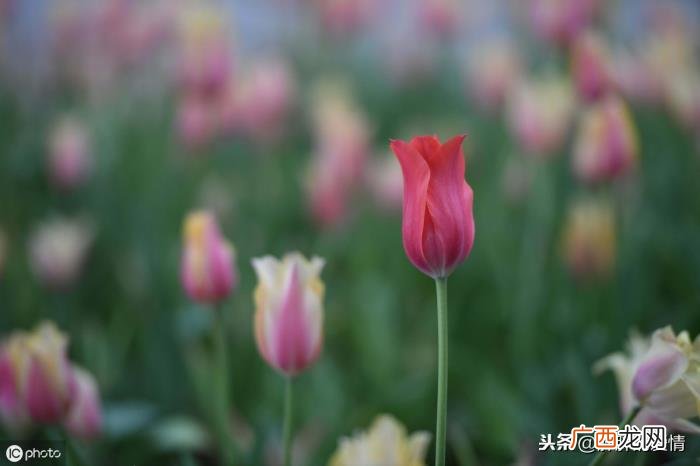 现实很骨感;因为爱过所以慈悲 现实很骨感的上一句是什么