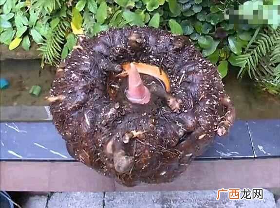多吃魔芋有什么好处 魔芋是什么