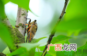 出伏是什么意思？出伏当天吃什么？