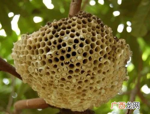 农村不起眼的商机 想回农村创业干什么好