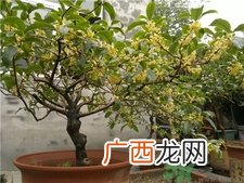 桂花可以放在室内吗?桂花放在室内好吗?
