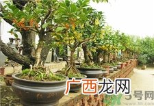 桂花可以放在室内吗?桂花放在室内好吗?
