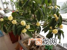 桂花可以放在室内吗?桂花放在室内好吗?