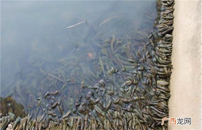 养殖蚂蝗需要什么条件 野外养殖蚂蝗