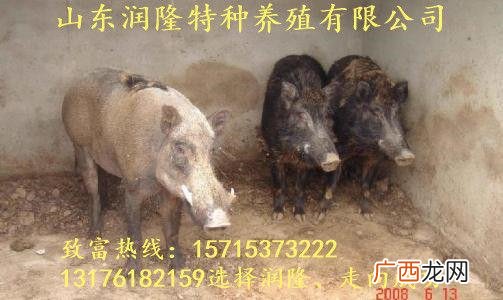 家养野猪 野猪的养殖厂