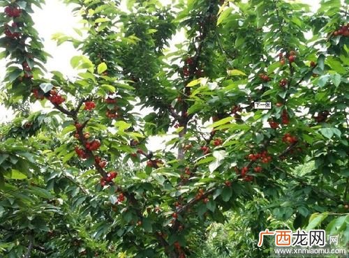 大樱桃树怎么种植 樱桃树怎么养殖