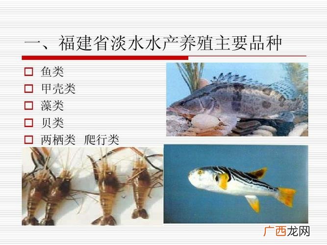 建兰的养殖方法 有多少种类的养殖