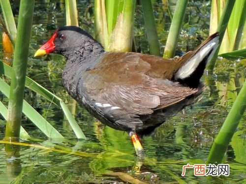 黑水鸡养殖场怎么建 有人养殖黑水鸡吗