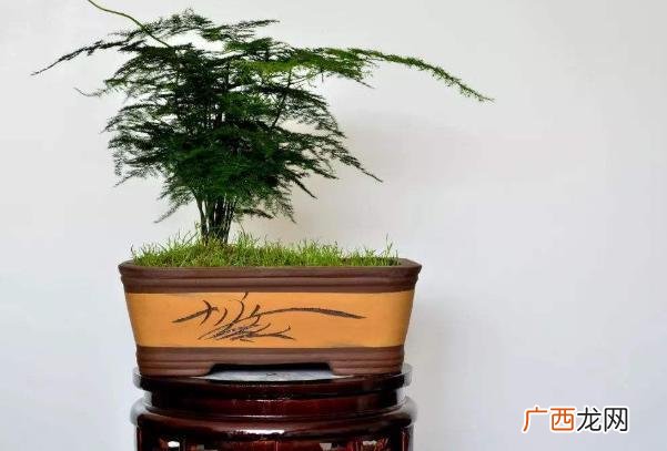 文竹能在室内养吗 云竹怎么养殖