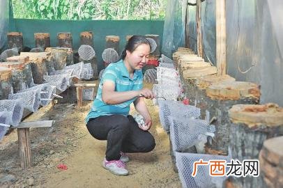 马蜂大棚养殖视频大全 怎样养殖马蜂视频