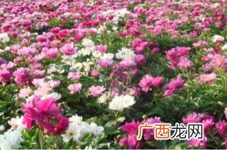 芍药花泡水喝的功效与副作用