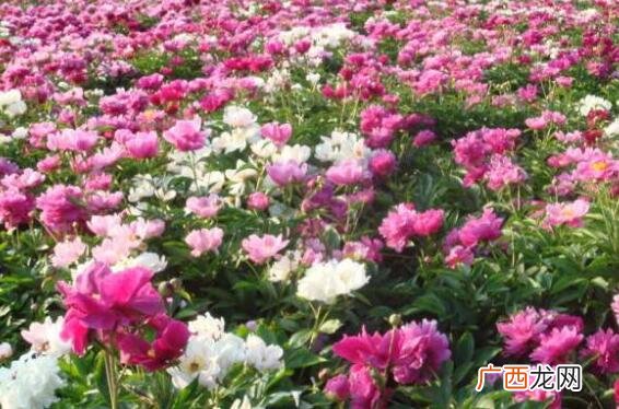 芍药花泡水喝的功效与副作用