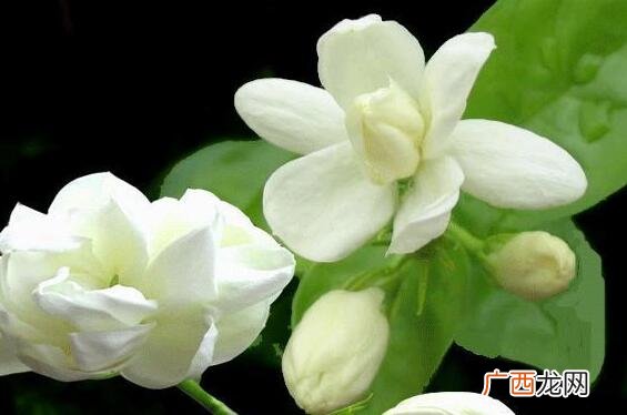 新鲜茉莉花怎么保存 新鲜茉莉花的保存方法