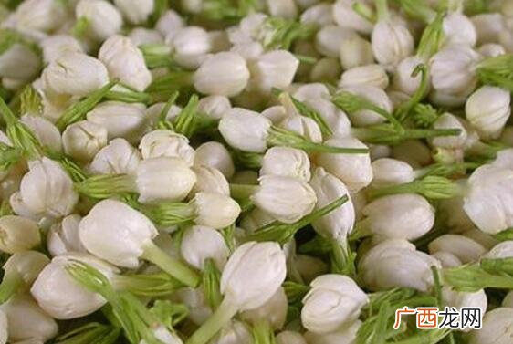 新鲜茉莉花怎么保存 新鲜茉莉花的保存方法