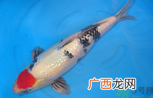 家里养什么鱼好？家里养鱼几条最好？