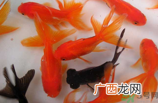 家里养什么鱼好？家里养鱼几条最好？