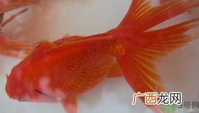 家里养什么鱼好？家里养鱼几条最好？
