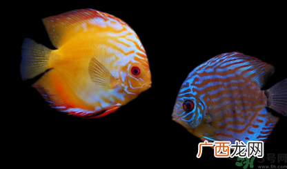 家里养什么鱼好？家里养鱼几条最好？
