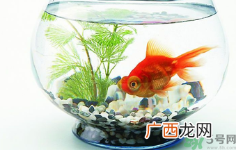 家里养鱼好吗？家里养鱼有什么讲究？