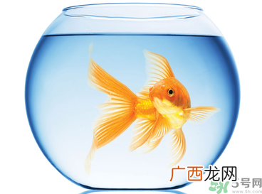 家里养鱼好吗？家里养鱼有什么讲究？