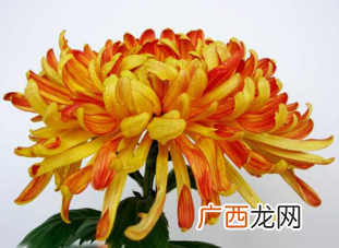 什么植物吸收甲醛最好？吸收甲醛的室内植物