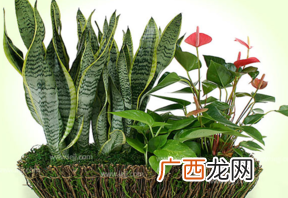 什么植物吸收甲醛最好？吸收甲醛的室内植物