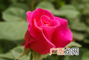 什么植物吸收甲醛最好？吸收甲醛的室内植物