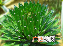 什么植物吸收甲醛最好？吸收甲醛的室内植物