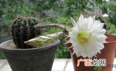 卧室放什么植物好？卧室植物放什么好？