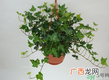 卧室放什么植物好？卧室植物放什么好？