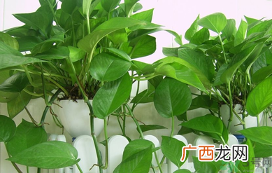 卧室放什么植物好？卧室植物放什么好？