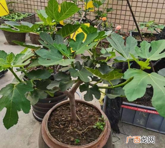 无花果可以盆栽吗 怎样养殖无花果