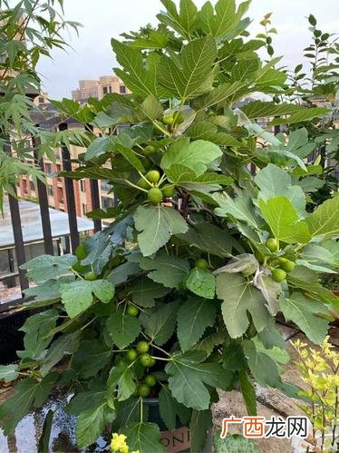 无花果可以盆栽吗 怎样养殖无花果