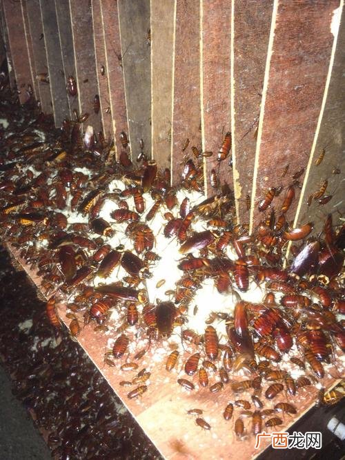 养殖蟑螂卖不出去 蟑螂繁殖养殖视频
