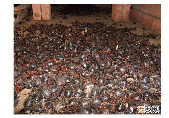 养殖蟑螂卖不出去 蟑螂繁殖养殖视频