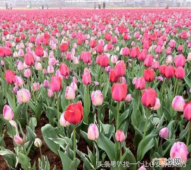 长沙有什么好玩的地方（长沙最值得去玩的地方