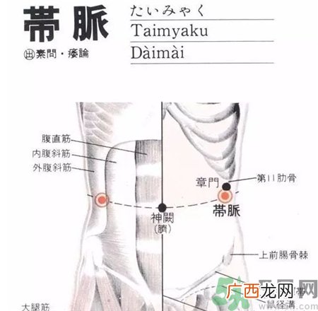 什么时候抓带脉减肥?抓带脉减肥法
