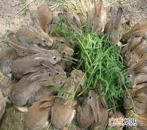 2021年农村小本投资做啥好 2021年农村什么生意最好做-