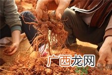 三七可以泡酒吗?三七泡酒的功效与作用