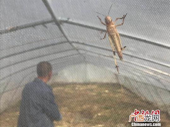 豆虫养殖 安徽省蚂蚱养殖