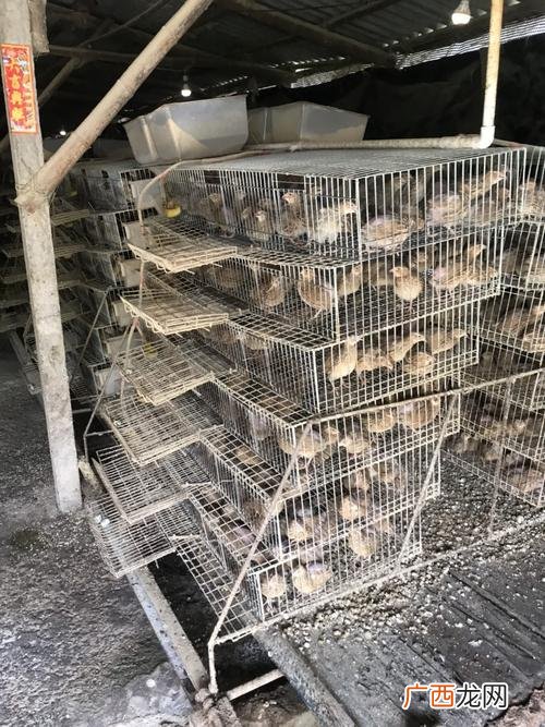 1万只鹌鹑一天吃多少斤饲料 鹌鹑蛋养殖成本