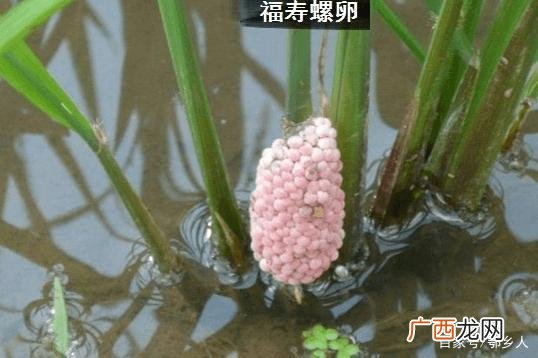水葫芦养福寿螺 北海养殖福寿螺